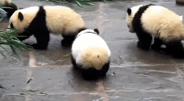 熊猫幼崽脾气太倔 坚决拒绝戴口水巾 饲养员已崩溃 - 4