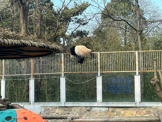 北京动物园一大熊猫越狱，动作行云流水，去年还曾掰断监控 - 8