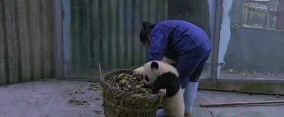 熊猫看到奶妈搞卫生，疯狂聚集过来，网友：场面一度非常混乱！ - 2