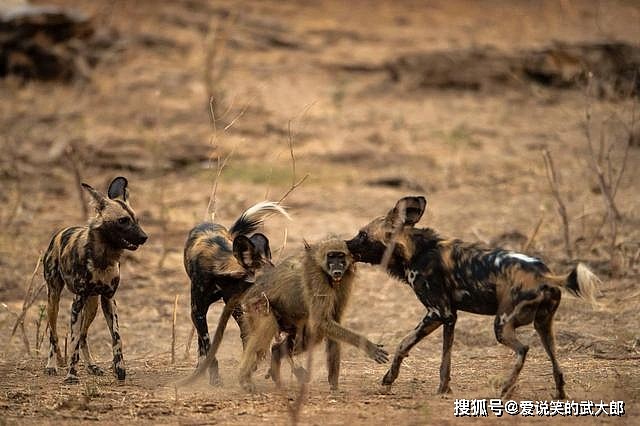 进击的狗群：非洲野狗三年内干掉五十多只狒狒 - 2