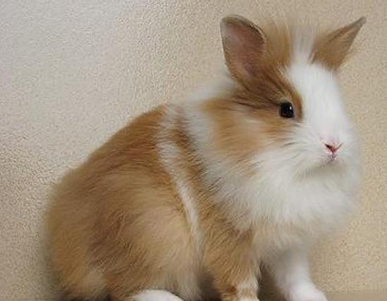 适合家养的宠物兔，你都知道名字吗，超软萌的垂耳兔你爱了吗 - 1