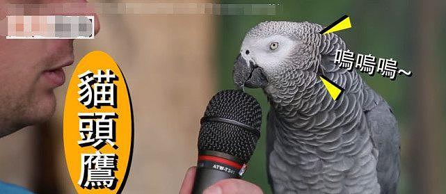 口技最强鹦鹉，让它学什么音效都难不倒它，这鹦鹉是不是成精了 - 8