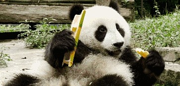 熊猫偷吃竹子被抓包，吓得腿软被拖走，网友：扼住命运的后脖颈！ - 5