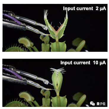 人造神经元成功操纵植物 让捕蝇草强行闭合 - 5