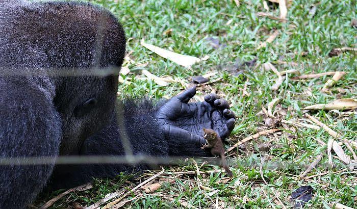 大猩猩和拇指猴温柔互动，猴子真的小到找不到啊 - 1
