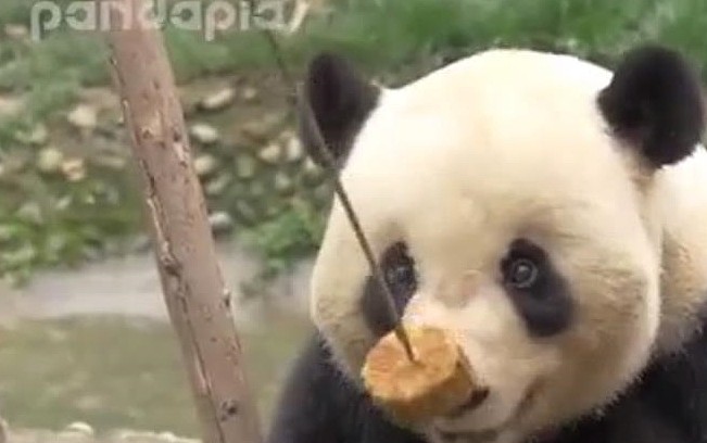 史上最懒的熊猫，想吃却不想动，熊猫：奶爸，站起来算我输！ - 4