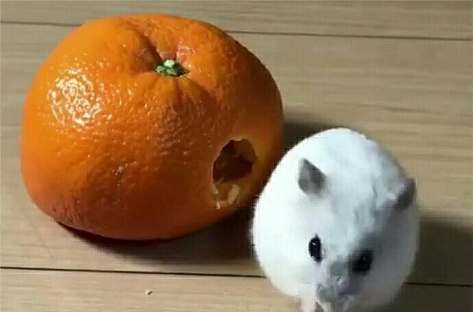 仓鼠躲在橘子里, 铲屎官以为橘子发霉差点扔掉 - 3