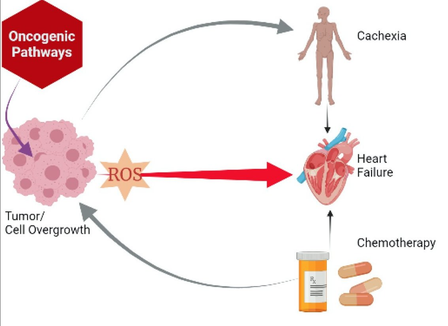 研究：维E、CoQ10和GSH补充剂可以逆转癌症造成的心脏损伤 - 1