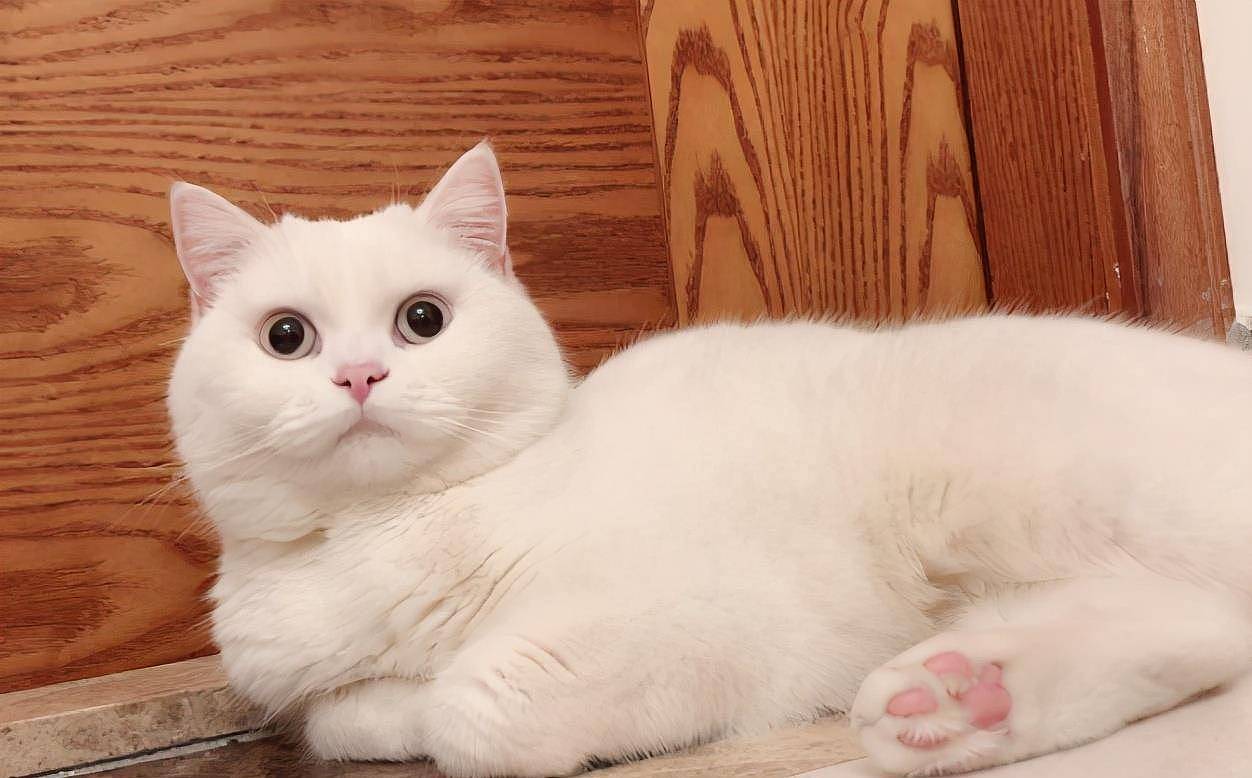英短猫最常见的7种颜色，附上最新价，不要买贵了！ - 7