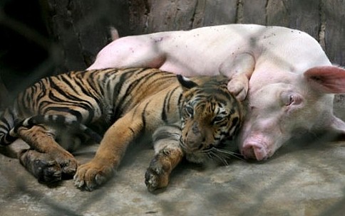 老虎把猪当妈妈，与其他猪崽同吃住，半年后画风突变笑喷我！ - 5