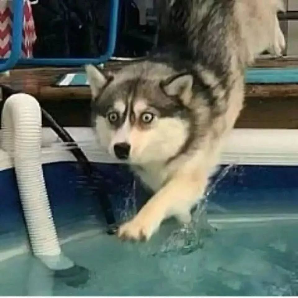 哈士奇第一次游泳尝试狗爬式，全程睁大狗眼惊恐万分 - 3