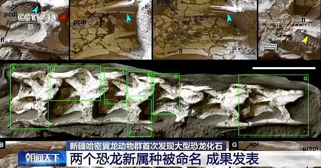 新疆哈密首次发现大型恐龙化石：体长超20米 命名为中国丝路巨龙 - 2