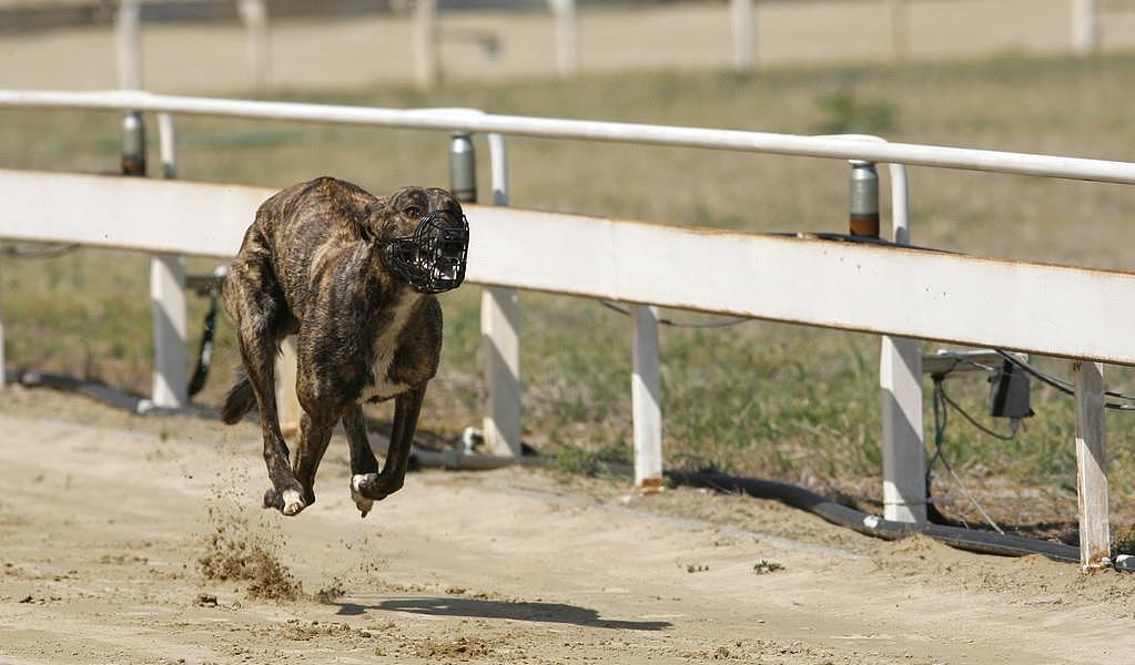 灵缇犬跟猎豹一样快，但却被抓去当赛犬，导致这种狗狗寿命都很短 - 5