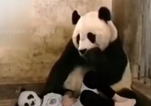 奶爸冒充熊猫宝宝躺在地上，熊猫妈妈发现后，吓得窝窝头都掉了 - 2