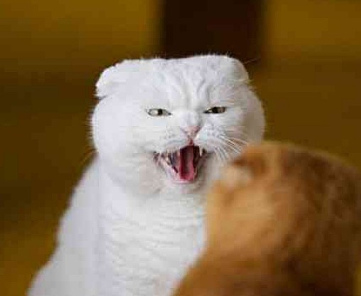 橘猫饿坏了，把白猫当棉花糖上去就一口，白猫：你瞎啊 - 3