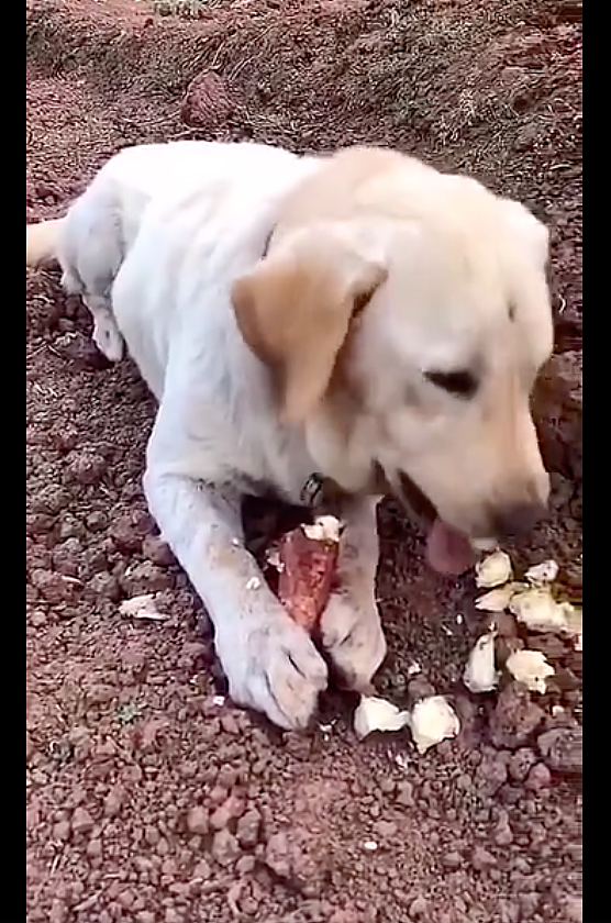 狗狗出去玩时突然刨坑，然后从地里挖出了一个大红薯，厉害呀！ - 3