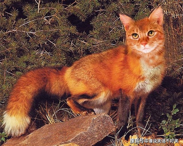 美国一奇怪动物，头像野猫却是狐狸身子，为躲避天敌1年挖100个洞 - 2
