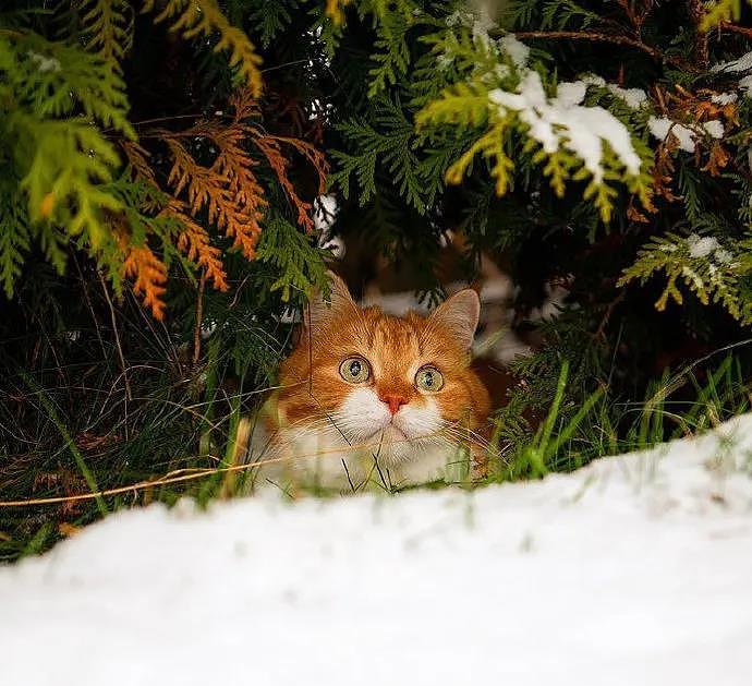 大橘被收养后逆袭成网红猫，被网友称为“梦中情猫”，吸粉无数 - 2