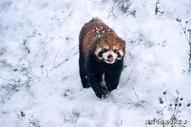 小熊猫雪后觅食，一不小心撞见猞猁，忙举起前肢，想吓跑它 - 2