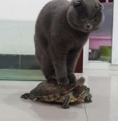 蓝猫把乌龟当马骑，还嫌弃走得慢，乌龟：你多重，心里没点数？ - 4