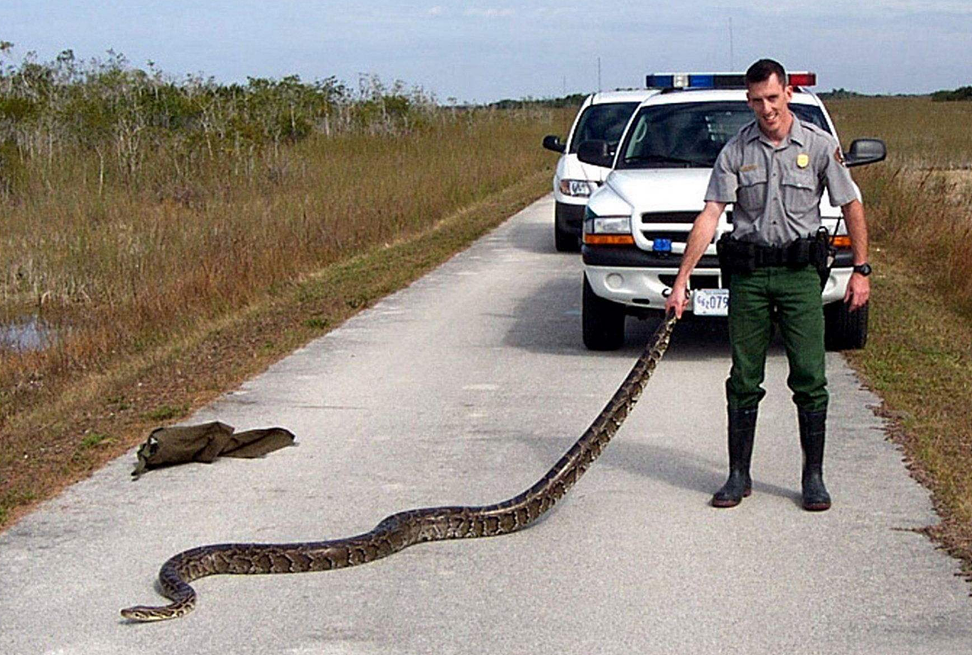 鳄鱼都成盘中餐，缅甸蟒在佛罗里达泛滥，捕蛇人表示“吃不消” - 1