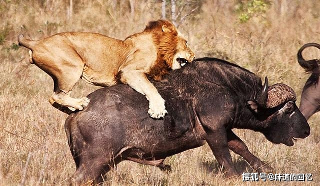现存非洲最大的猫科动物，克鲁格狮能不能打赢东北虎？ - 6