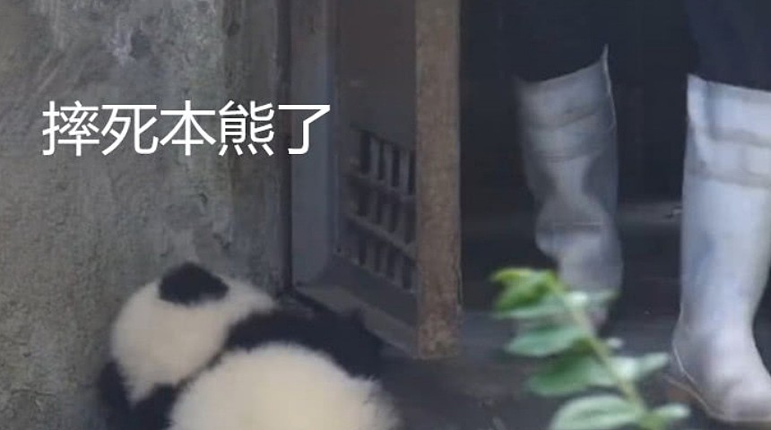熊猫宝宝躲在门后睡觉，奶爸一开门，熊猫：摔死本熊了，脑壳疼！ - 5