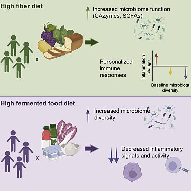 研究：发酵食品重塑肠道微生物群的速度快于高纤维食品 - 2