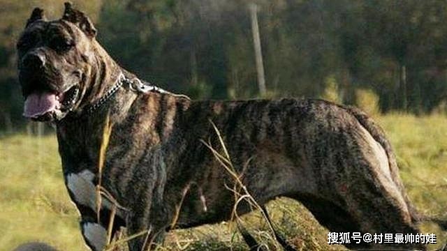 犬中老虎菲勒犬曾以猎豹为食，被用来抓捕奴隶，现被多国禁养 - 3