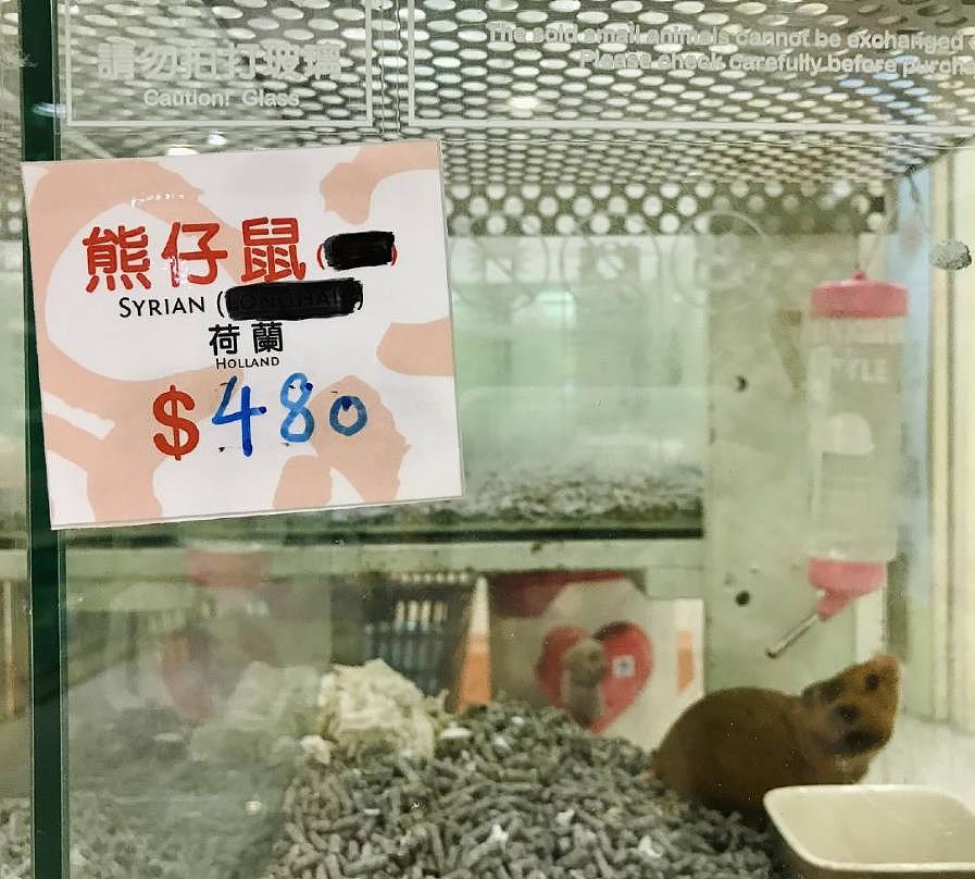 2千仓鼠 却引发香港最激烈争论：该不该杀 - 4