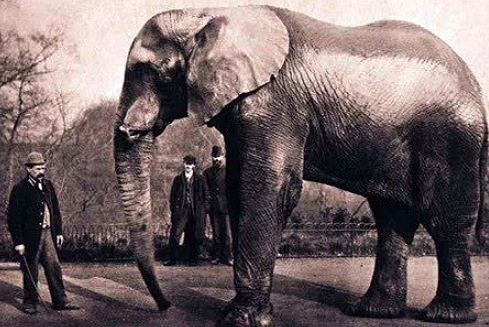 大象玛丽被当众吊死的事件：探索动物保护与娱乐业的伦理边界 - 1