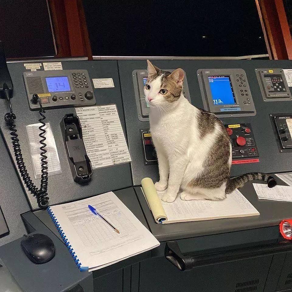 救了小猫却犯愁，因为她在轮船上工作，于是带猫上船 - 18