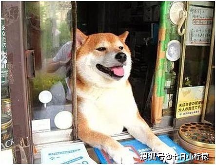 日本老板用柴犬当售货员，它却天天卖萌，没想到生意这么火爆！ - 3