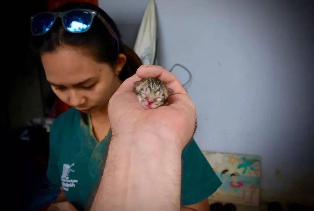 屋外捡到刚出生小猫，原来是罕见的小渔猫！网友：从未见到这样小的猫！！！ - 6
