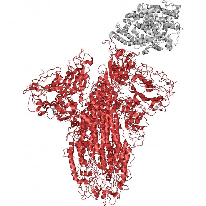 SARS-CoV-2-Spike-Glycoprotein.jpg