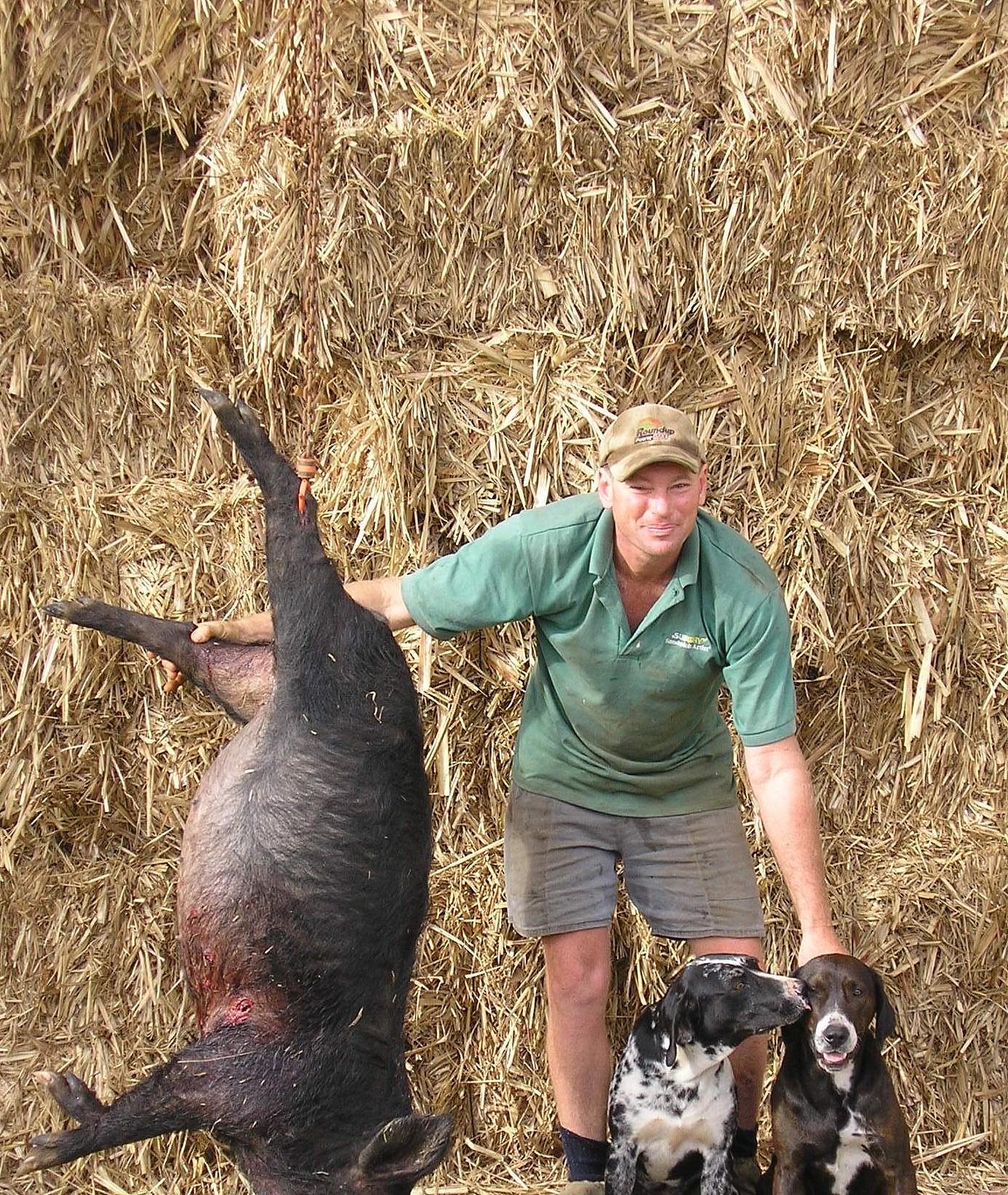 美国农夫手中的神秘猛犬，可猎杀黑熊，还可以放牧野猪 - 1