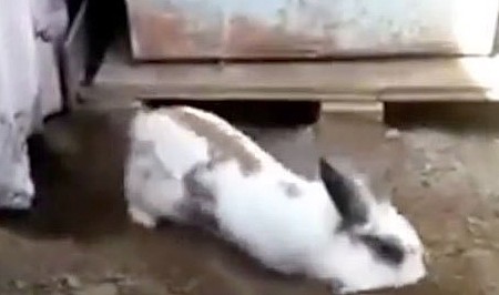 兔子挖出一条通道救猫，担心刨出来的土挡道儿，特意把土推平 - 5