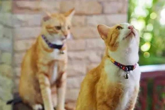 主人收养两只橘猫，猫弟意外离世后，猫哥每日守在窗口等它回家！ - 3