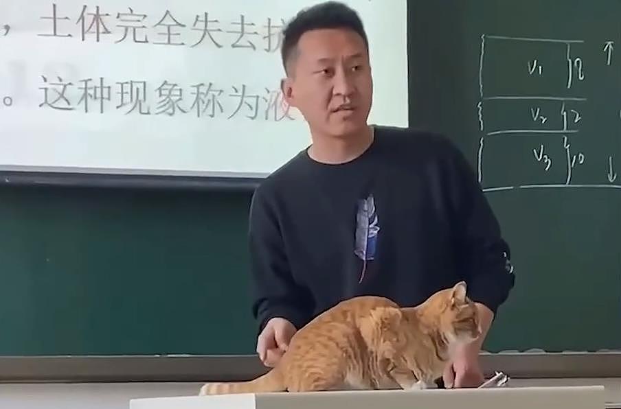 内蒙古一老师用橘猫当教具讲“鞭梢效应”，猫：下课把猫粮结一下 - 1