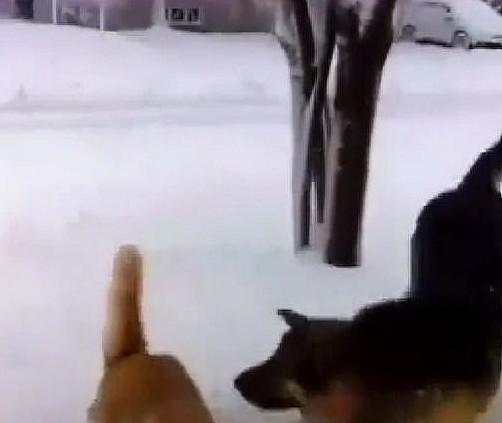狗狗环顾四周没人，把橘猫的头摁进雪地里就跑，走前还亲了它一下 - 4