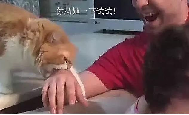 主人假装要打老婆，橘猫的反应暖心，橘猫：你动她一下试试 - 5