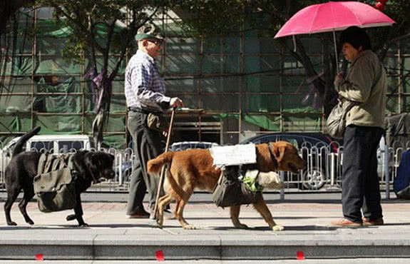 狗狗背孩子行走在街上，人们看到身上的牌子后，泪水模糊了眼眶 - 1