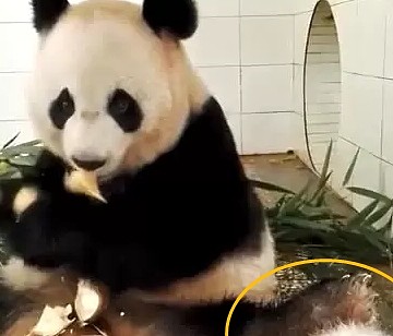 熊猫妈妈劈叉，把宝宝当垫脚石，游客：没人说，根本发现不了 - 1