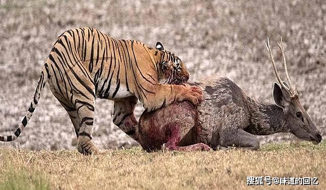 现存非洲最大的猫科动物，克鲁格狮能不能打赢东北虎？ - 5