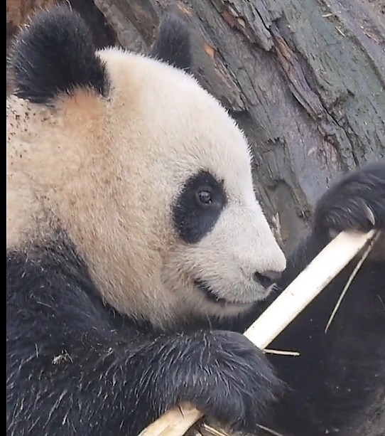 到动物园看熊猫，还能看到铁头功表演，网友却有话说！ - 1
