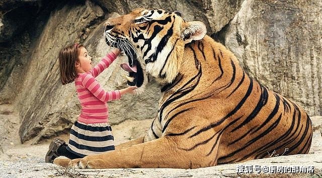 中国境内生活过的七种老虎，祖先都是中华古猫，华北虎最可惜 - 11