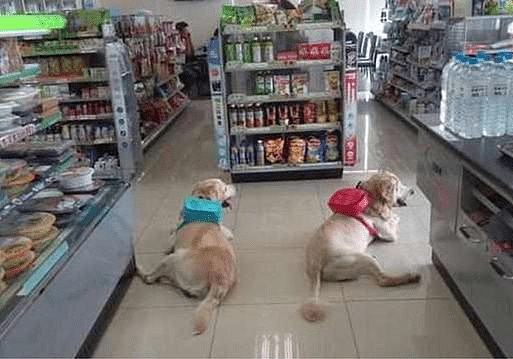 主人带狗狗逛超市，狗狗叼着玩具让主人结帐，小表情令人想笑！ - 5