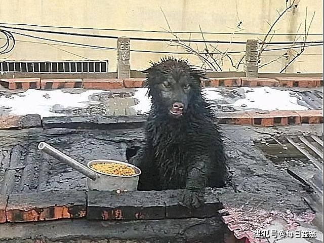 以为狗丢了，最后竟在烟囱里找到，狗狗变成了黑熊？ - 4