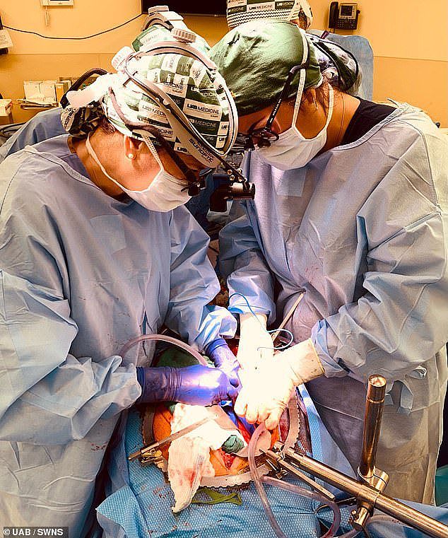 成功移植猪心脏之后 美国脑死亡者成功移植两个猪肾 - 1