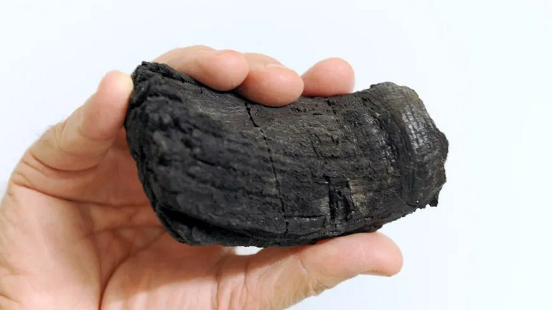 牙齿化石揭示了古代“巨型海洋生物”的真相 - 1